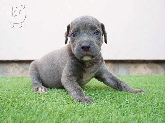 Κουτάβια Bluenose Pitbull